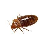 Bedbugs Inset Image