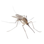 Mosquitoes Inset Image