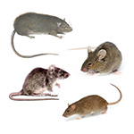 Rodents Inset Image