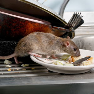 Rodents Main Image