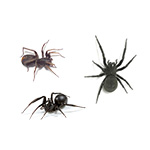 Spider Inset Image