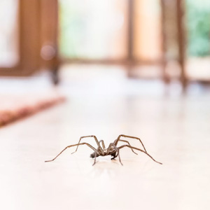 Spider Main Image
