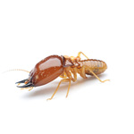 Termite Inset Image