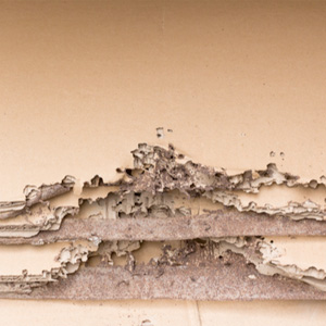 Termite Main Image